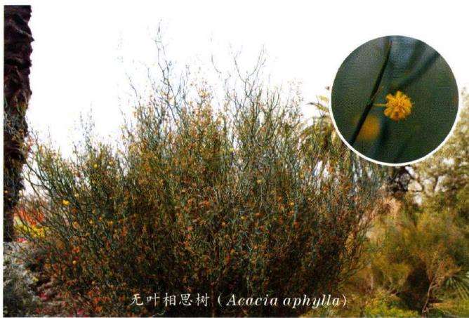 访问墨尔本皇家植物园