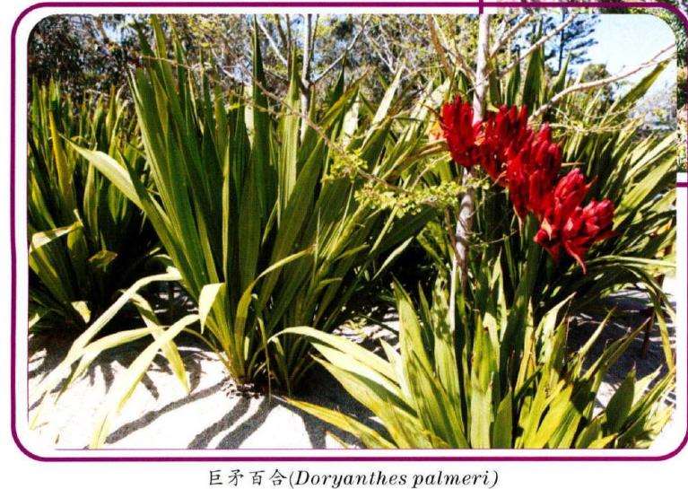 访问墨尔本皇家植物园