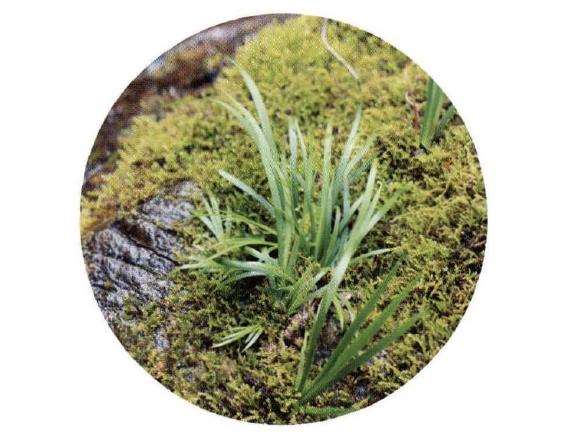 菖蒲盆景怎么苔藓不枯萎