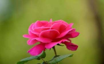 2019年筹备全国月季展加强国际交流