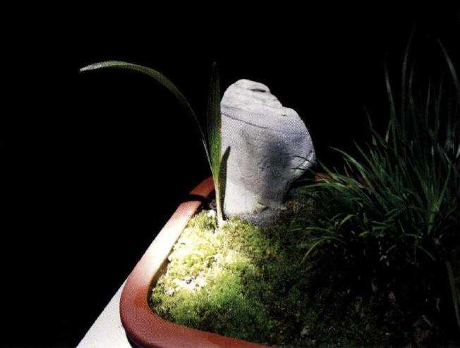 菖蒲盆景如何植苔藓