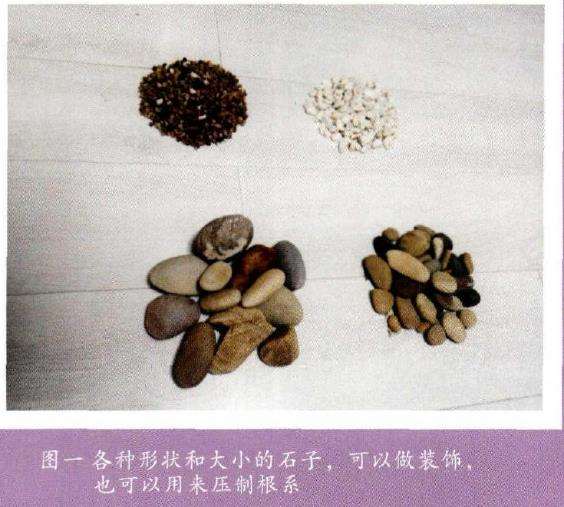 怎么水培睡莲的3个步骤