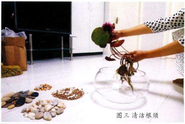 怎么水培睡莲的3个步骤