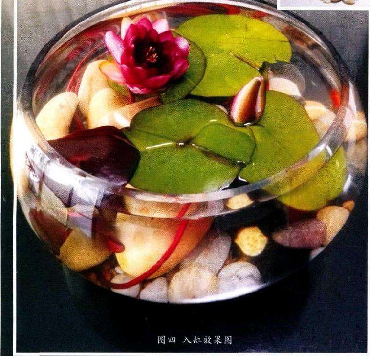 怎么水培睡莲的3个步骤