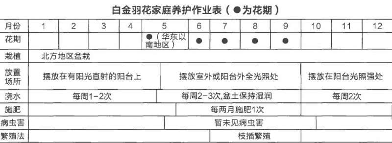 桧叶银桦怎么养护的4个方法