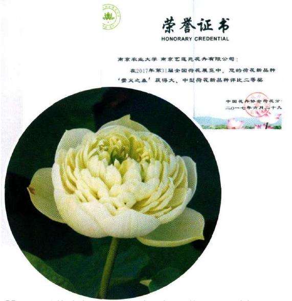 6个南京荷花品种 图片