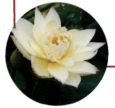 6个南京荷花品种 图片