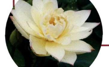 6个南京荷花品种 图片