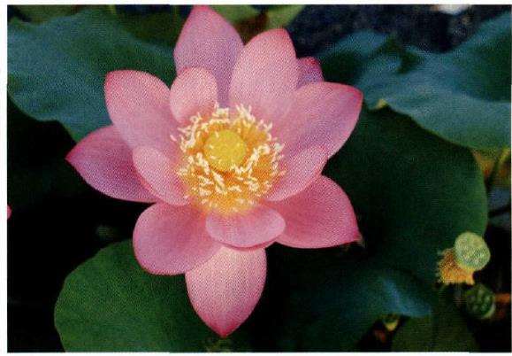 6个南京荷花品种 图片