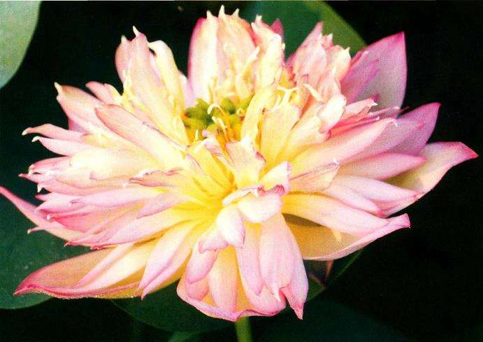 6个南京荷花品种 图片