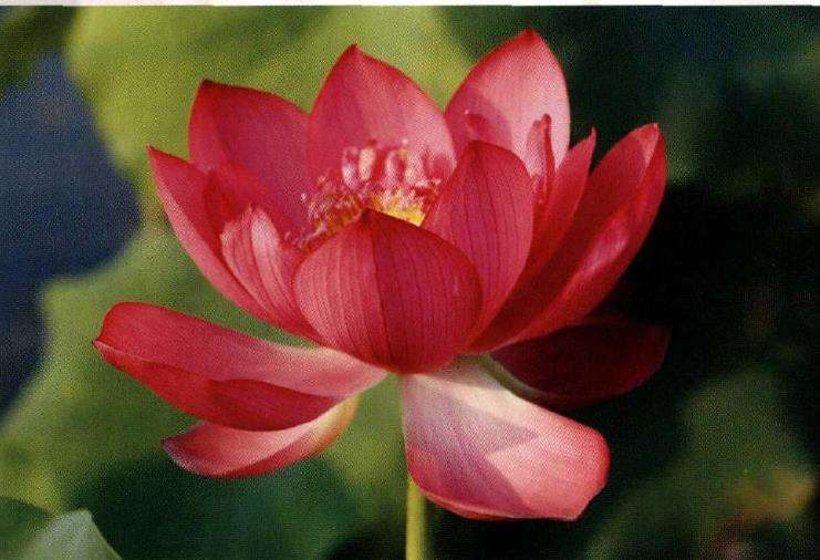 6个南京荷花品种 图片