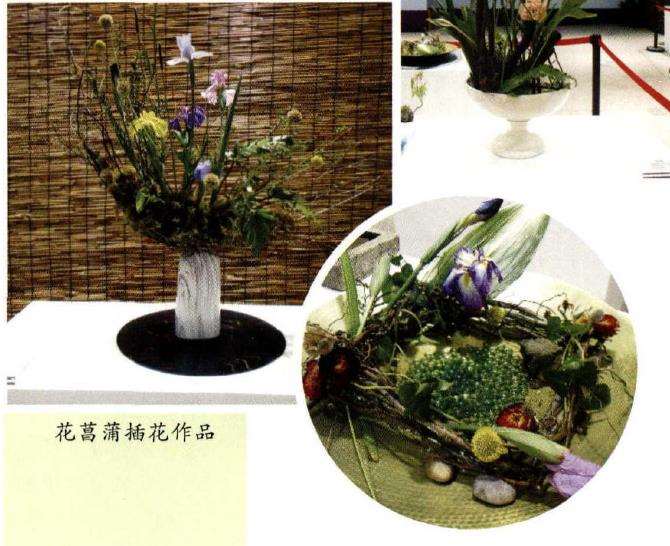 菖蒲怎么栽培管理的6个步骤