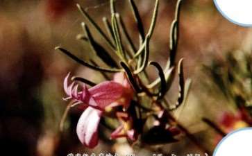 澳洲沙漠中的奥利夫平克植物园 图片