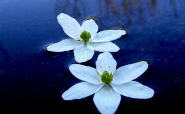 柳州园博园第四届水生花卉展