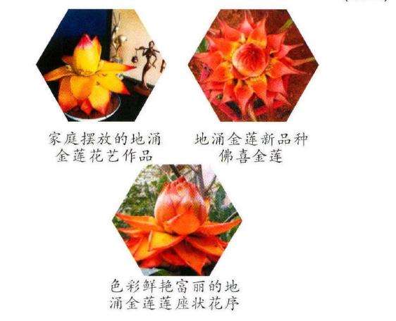 为什么地涌金莲适合庭院栽培