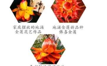 为什么地涌金莲适合庭院栽培 图片