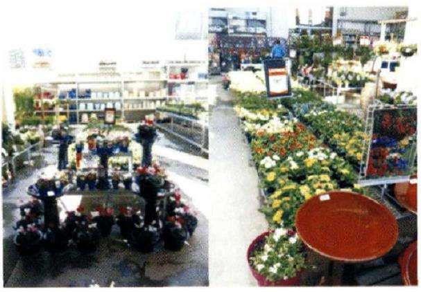 访问新西兰的花店 中 图片