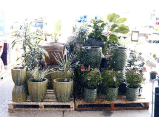 访问新西兰的花店 中 图片