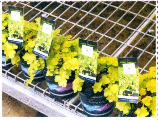 访问新西兰的花店 中 图片