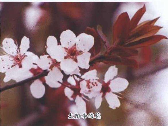 太阳李怎么栽培管理 的5个方法