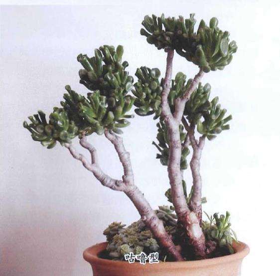 吸财树多肉的三种类型