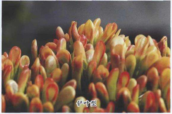 吸财树多肉的三种类型