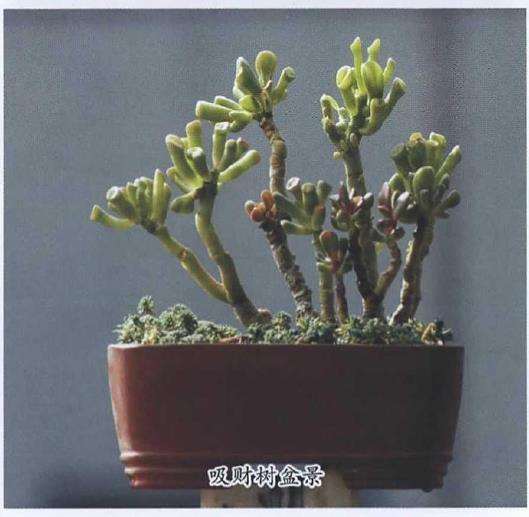 吸财树多肉怎么养护繁殖的3个方法