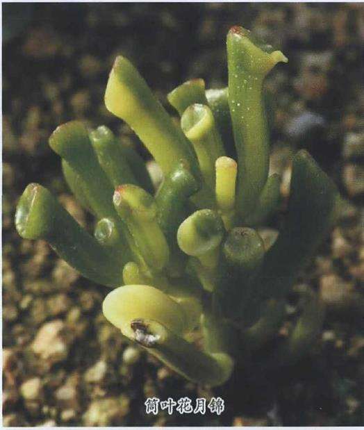 吸财树多肉怎么养护繁殖的3个方法