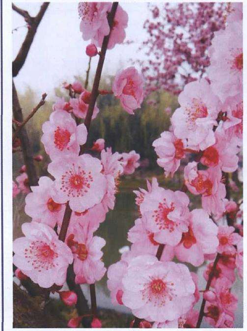 我喜欢松柏 更喜欢菊花