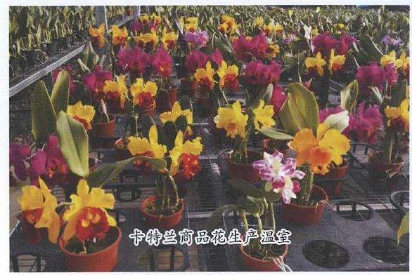 卡特兰怎么病虫害防治