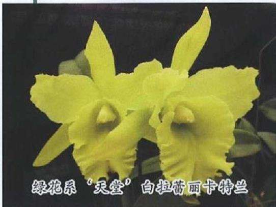 卡特兰花期怎么调控