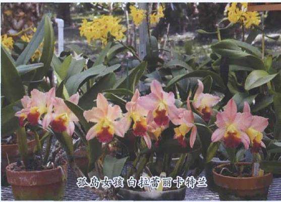 卡特兰花期怎么调控