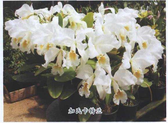 卡特兰怎么湿度管理和肥水管理