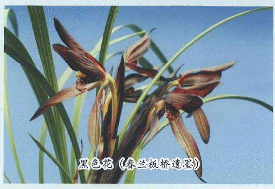 兰花的色花得到空前的重视