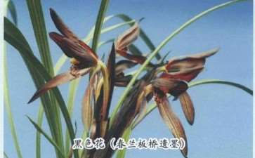 近30年来 兰花的色花得到空前的重视