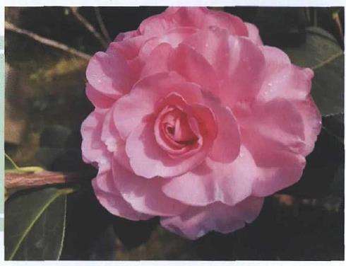 7个云南茶花杂交品种 图片