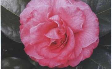 7个云南茶花杂交品种 图片