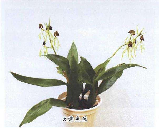 6个章鱼兰品种欣赏 图片