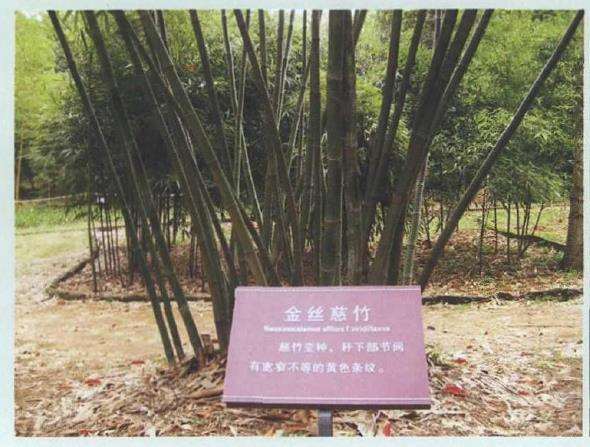 15个适合南方生长的园林绿化观赏竹