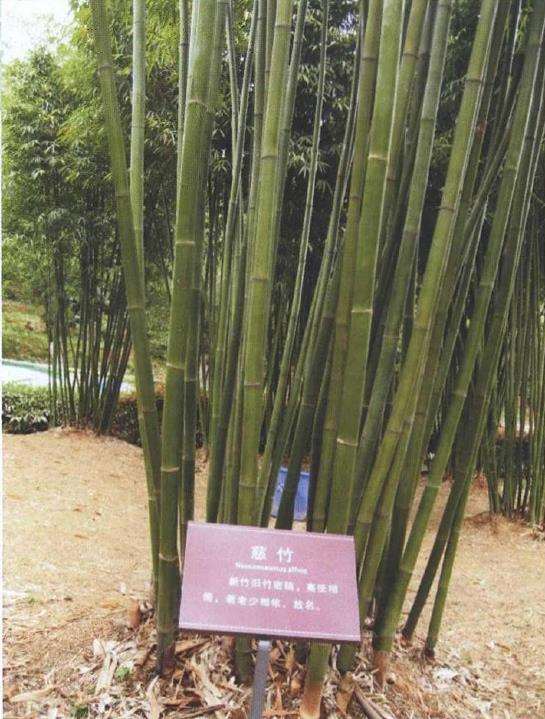 15个适合南方生长的园林绿化观赏竹