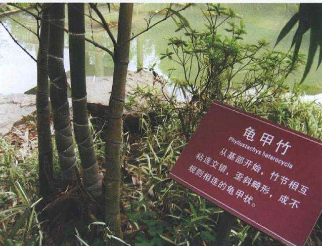 15个适合南方生长的园林绿化观赏竹