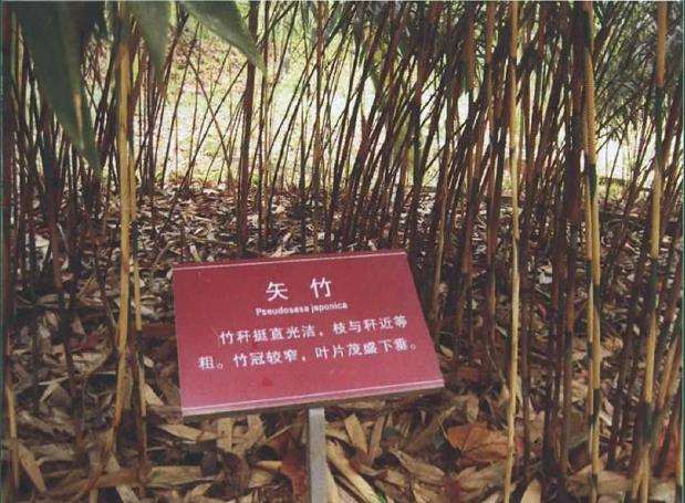 15个适合南方生长的园林绿化观赏竹