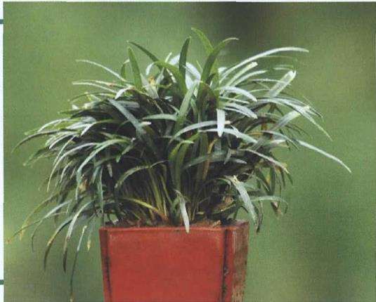 盆栽玉龙草怎么养护的3个方法