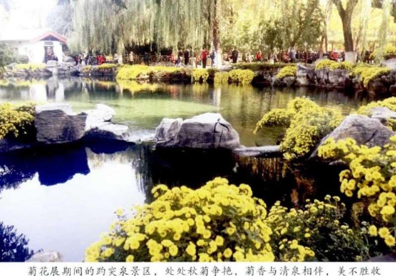 济南展出菊花精品3000余盆