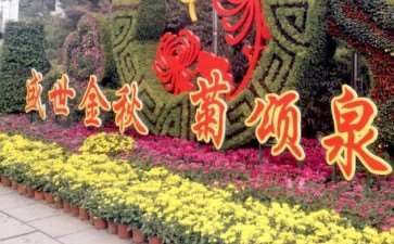 济南展出菊花精品3000余盆 图片