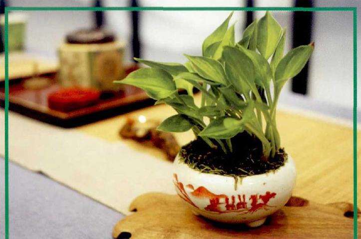 山野草怎么温度处理