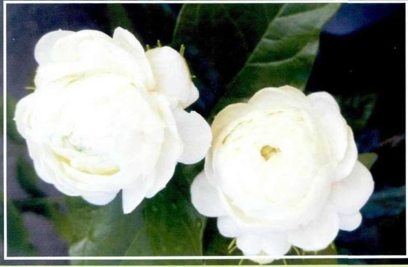 夏季茉莉花植株生长实在旺盛
