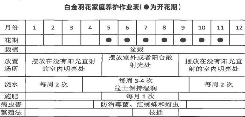 白金羽花怎么养护