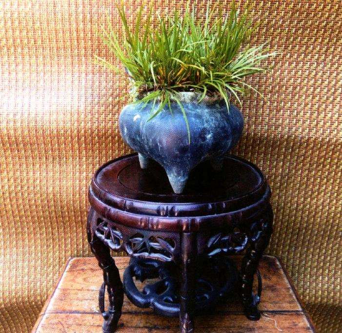 展斤里兰蕙 菖蒲错落有致