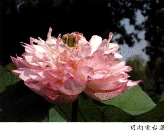 怎么提升荷花田景观的途径和技术